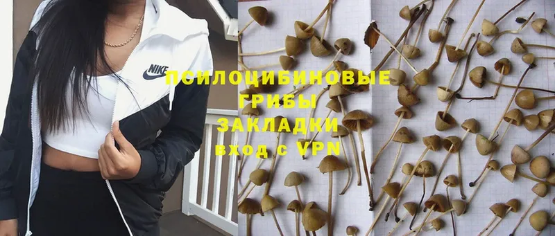 Галлюциногенные грибы MAGIC MUSHROOMS  Москва 